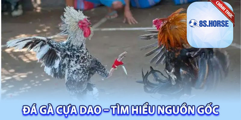 Đá gà cựa dao – Tìm hiểu nguồn gốc