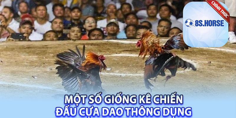 Một số giống kê chiến đấu cựa dao thông dụng
